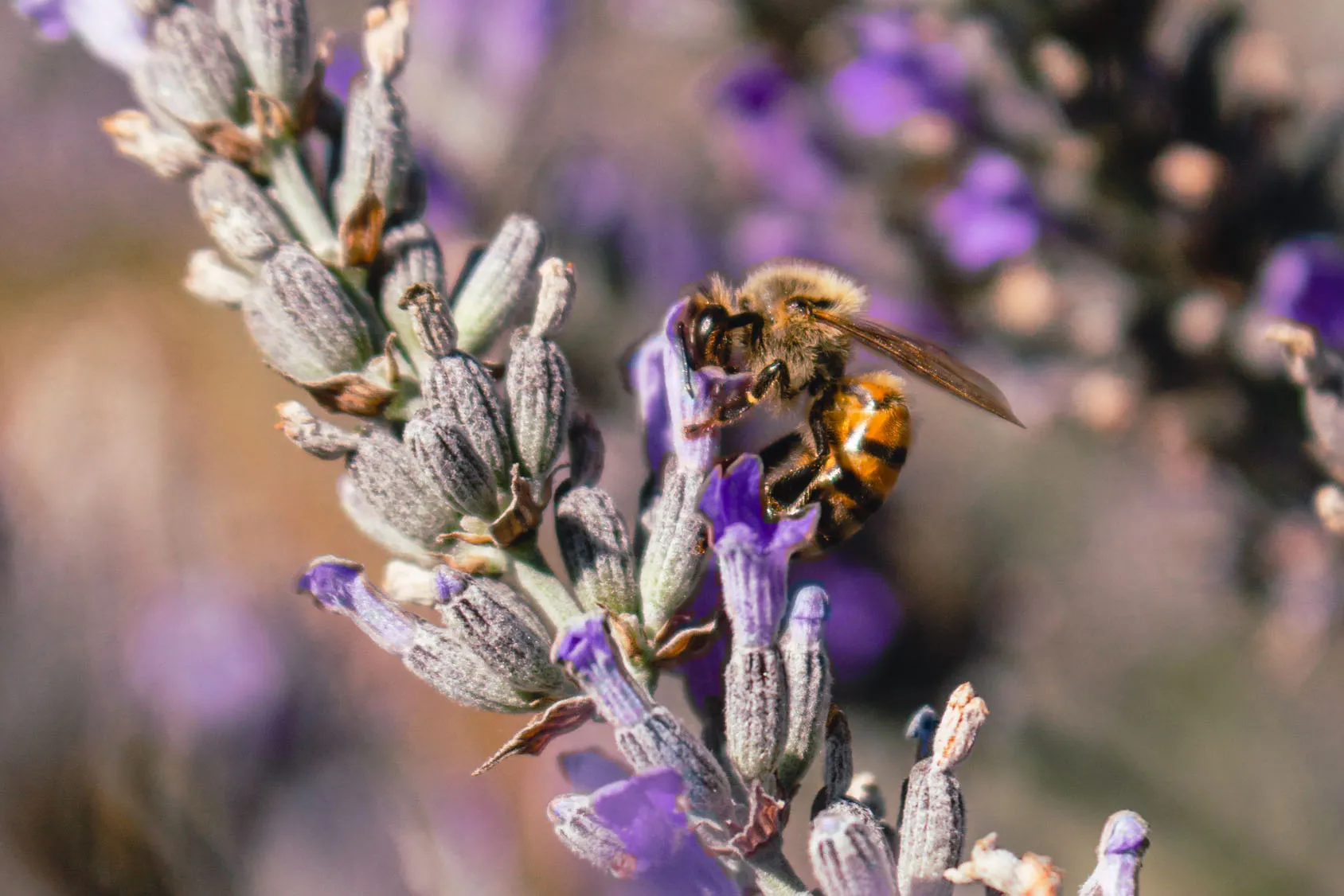 Cosecha Lavanda 1